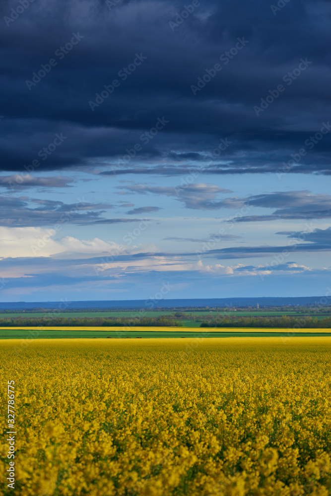 beautiful sunset over yellow flowers rapeseed field, bright springtime landscape, dark sky, clouds and sunlight