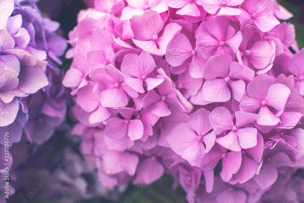 Fresh pink hortensia or hydrangea flowers growing in the garden. Natural floral background. Close up.
