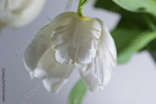 Close up white beautiful fabulous tulip with green leaves and with transparent petals on grey background is suitable for cheap postcards by March 8 for undemanding customers