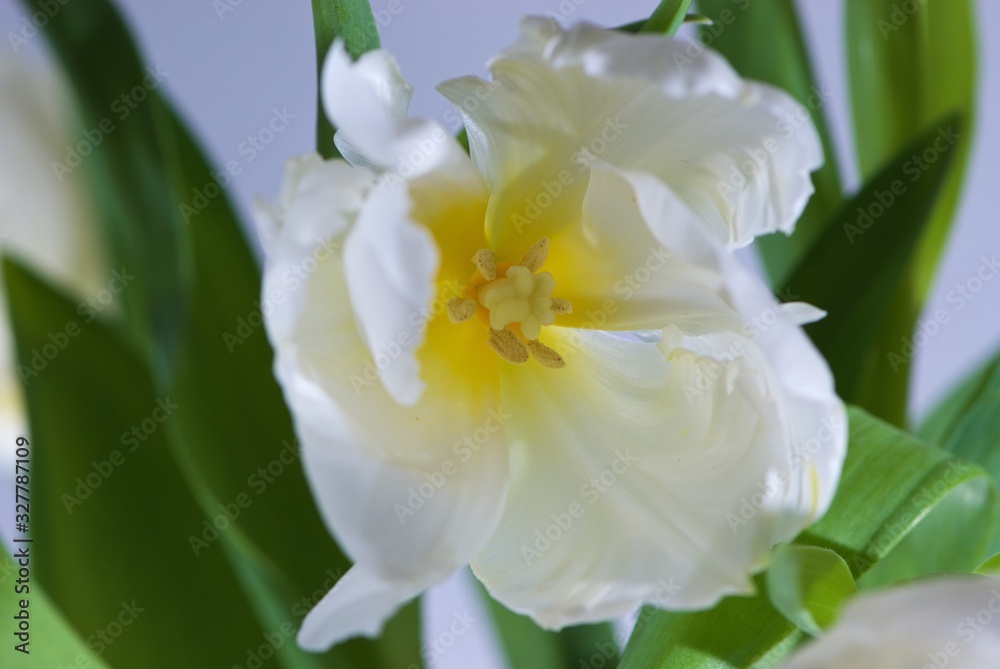 Close up white tulip with a yellow pestle with green leaves on white background is suitable for cheap postcards by March 8 for undemanding customers Close up white tulip with a yellow pestle with green leaves on white background is suitable for cheap postcards by March 8 for undemanding customers