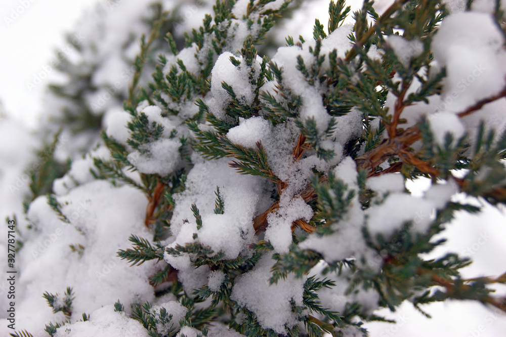 Christmas evergreen spruce tree with fresh snow on white. Selective focus