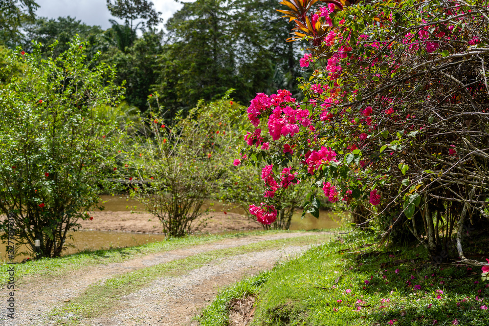 Bush with beautiful red flowers on a country road on the tropical island of Borneo, Malaysia.
