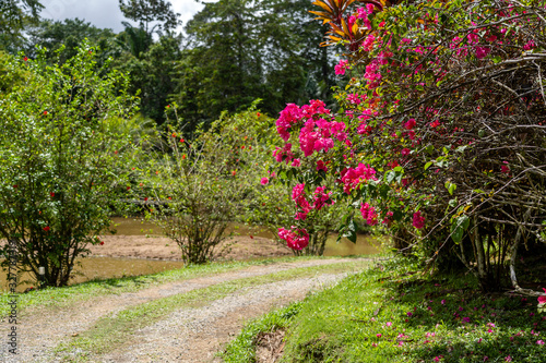 Bush with beautiful red flowers on a country road on the tropical island of Borneo  Malaysia.