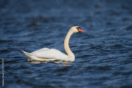 Mute swan on river Volga in spring