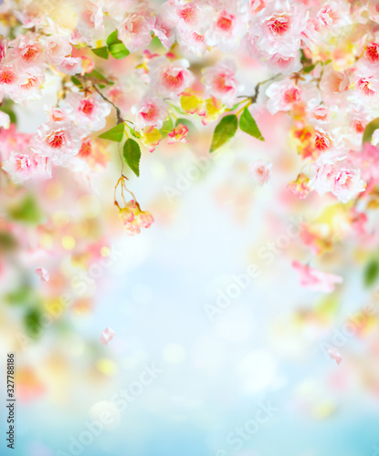 Beautiful pink and white cherry flowers on  blurred light background. Spring ...