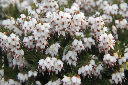 Photography Tree heath white erica arborea spring flower plant