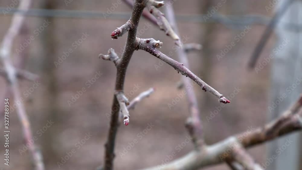 Pruning trees in the apple orchard - annual work after harvest Pruning trees in the apple orchard - annual work after harvest