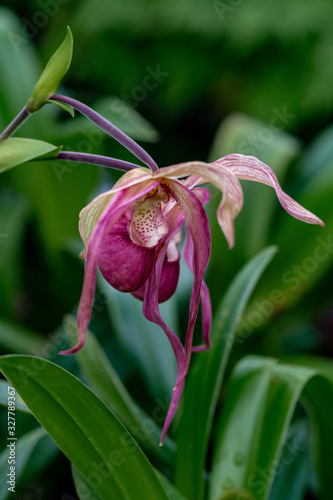 Close up of a pink phragmipedium hartwegii orchid flower