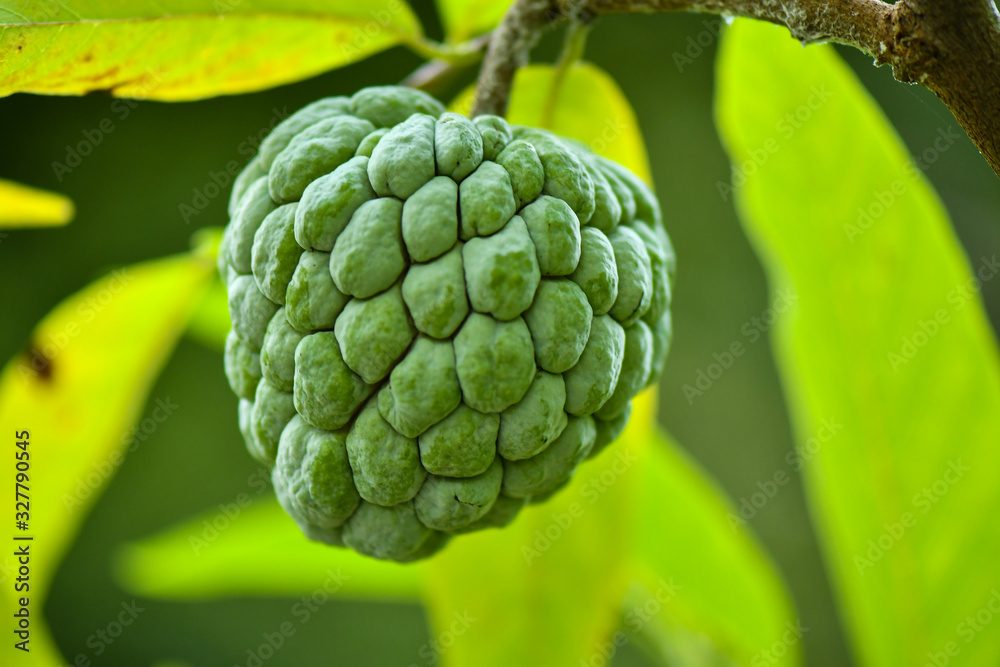 Single Custard Apple fruit on tree Single Custard Apple fruit on tree