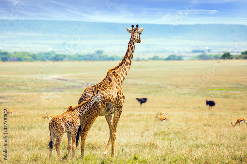 Photography Pair of giraffes