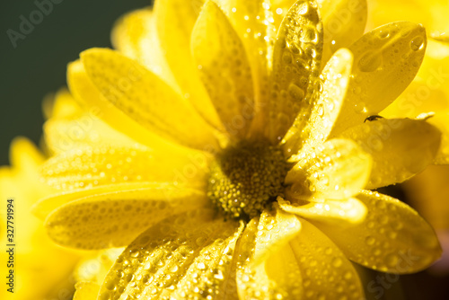 close up view of yellow daisy with water drops