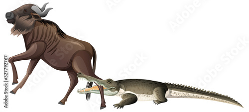 Wild crocodile biting buffalo leg on white background