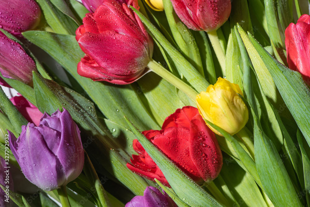 Fototapeta premium bouquet of colorful spring tulips with water drops