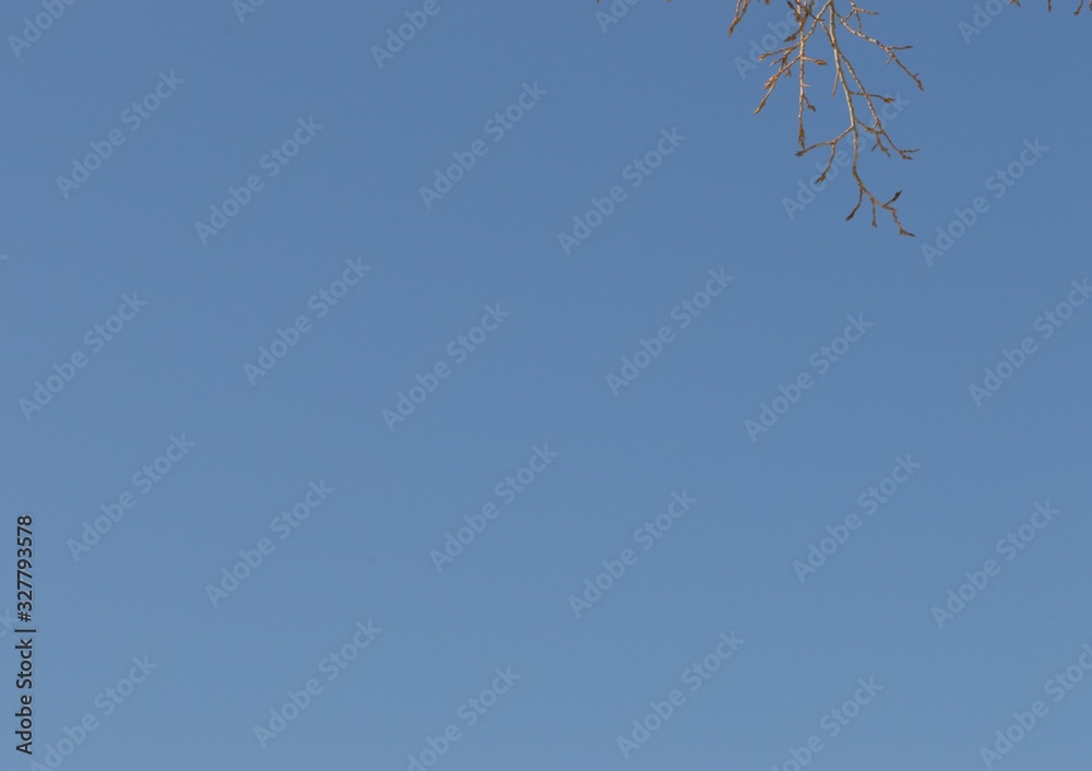 blue sky background and tree branch blue sky background and tree branch