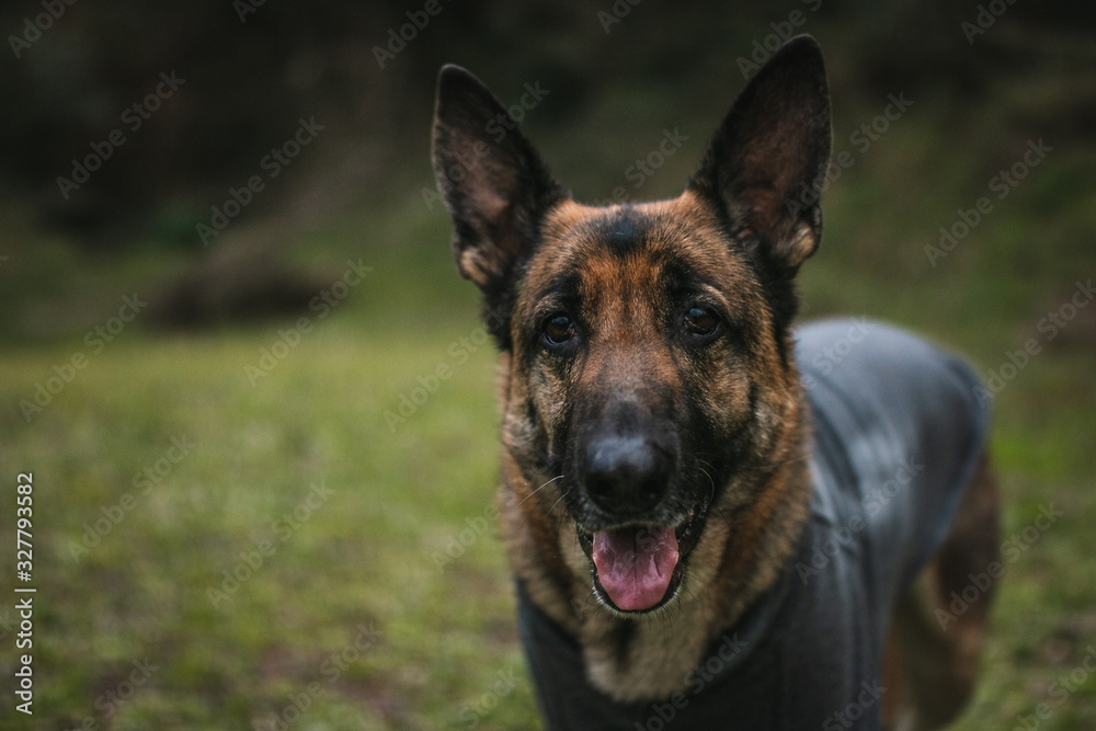 a very cute german shepherd is looking straight into the camera. the german shepherd has pricked ears and a black and tan coat. the german shepherd is very focused and beautiful. He is very trained.