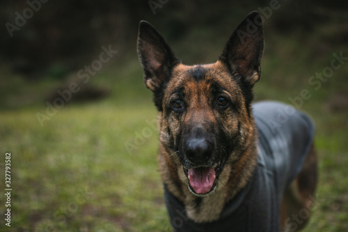 a very cute german shepherd is looking straight into the camera. the german shepherd has pricked ears and a black and tan coat. the german shepherd is very focused and beautiful. He is very trained.