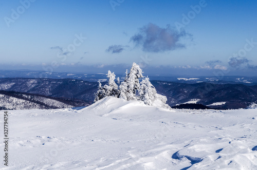 Fototapeta Naklejka Na Ścianę i Meble -  Oszronione drzewa Bieszczady 
