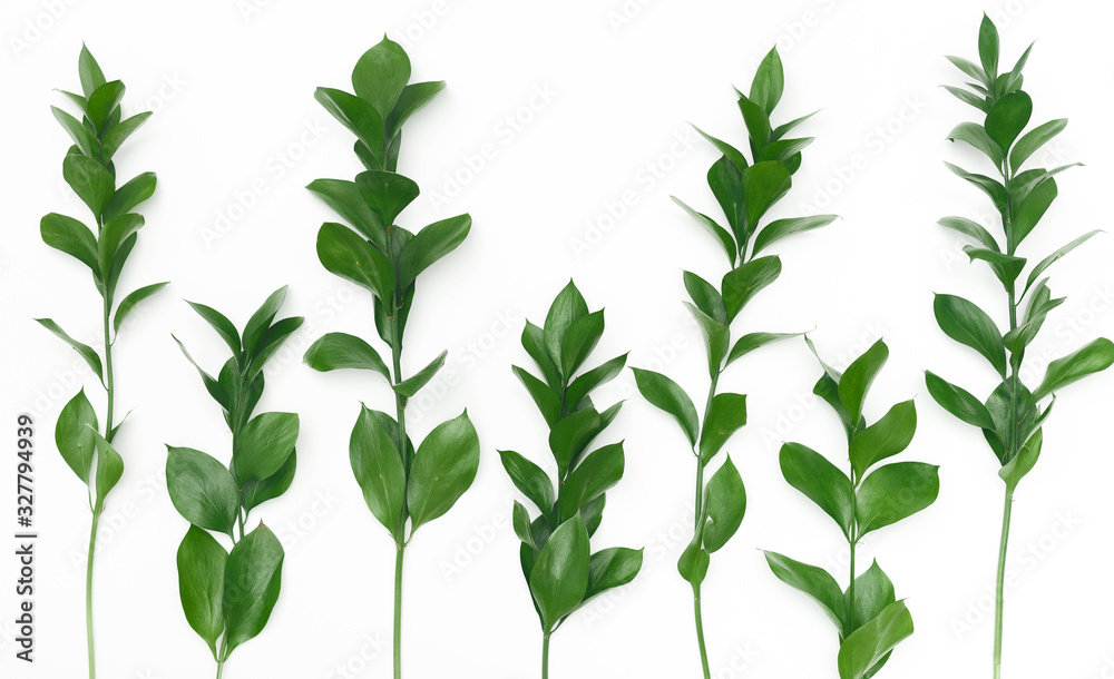 Fresh light green leaves pattern isolated on white background Fresh light green leaves pattern isolated on white background
