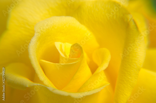 Single yellow rose, close up, selective focus, macro.