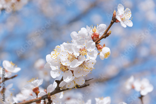 Apricot tree branch with tender white flowers