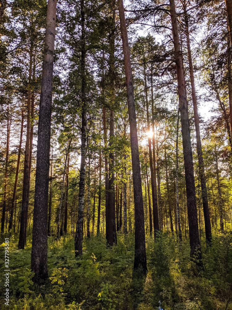 Late summer sunset in the forest