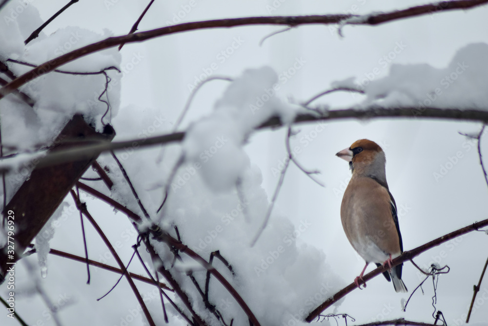 Goldfinch sitting on branch in winter season