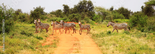 Zebras crossing the street in Tsavo West National Park  Kenya  Africa