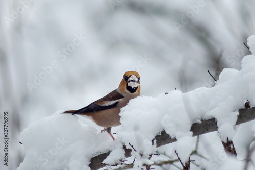 Goldfinch sitting on branch in winter season