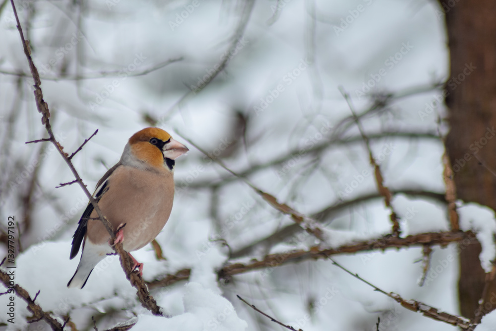 Goldfinch sitting on branch in winter season Goldfinch sitting on branch in winter season