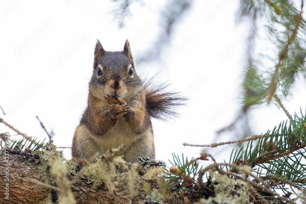 Curious cute brown squirrel,, posing at a pine tree trunk