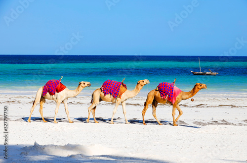 Camels at Diani Beach - Galu Beach - in Kenya, Africa photo