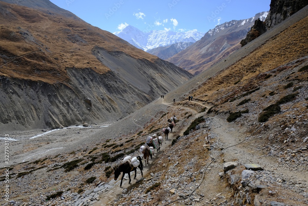 Mules washed up with heavy luggage going up the mountain path to High Camp, the last lodge before Thorong La pass, Himalayas, Nepal. Mules washed up with heavy luggage going up the mountain path to High Camp, the last lodge before Thorong La pass, Himalayas, Nepal.