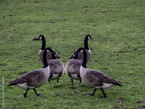 OLYMPUS DIGITAL CAMERA -GEESE