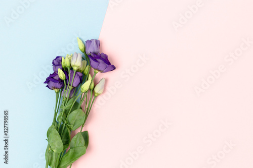 Violet eustoma flowers on a pink and blue pastel background. Floral composition with place for text.