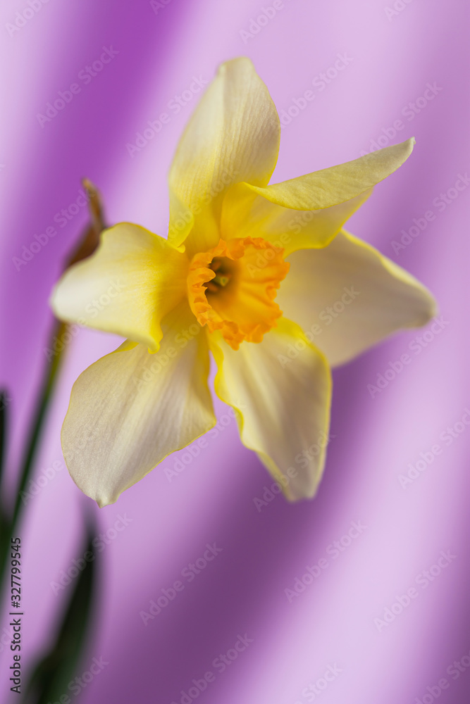 Naklejka premium Beautiful grunge Background with Yellow narcissus flowers on lilac texture. Colorful Greeting Card for Mothers Day, Birthday, March 8. Top view, Flat lay. Horizontal Image With Copy Space.