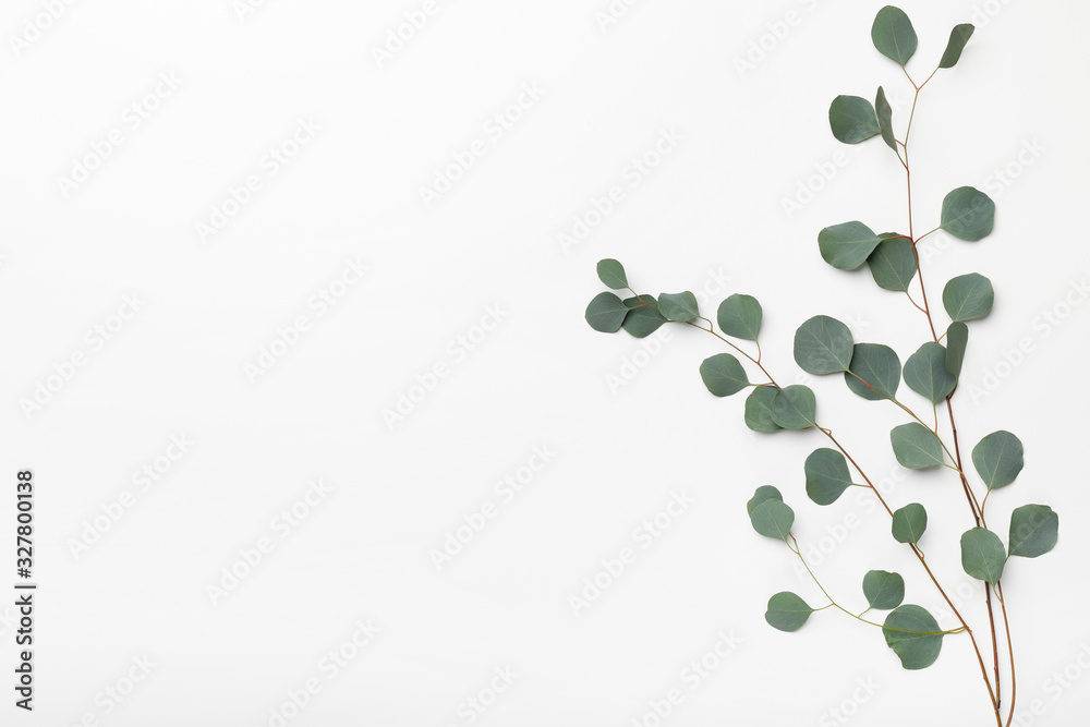 Green branch of tree isolated on white - obrazy, fototapety, plakaty 