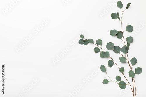 Green branch of tree isolated on white