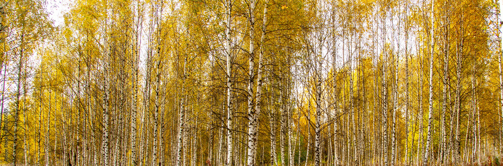 Panorama of birch grove. White tall young birch trees. Autumn. Yellow leaves. Panorama of birch grove. White tall young birch trees. Autumn. Yellow leaves.