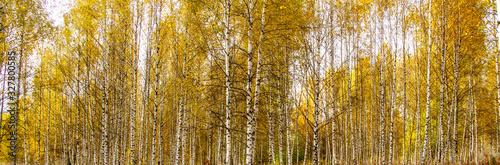Photo Panorama of birch grove