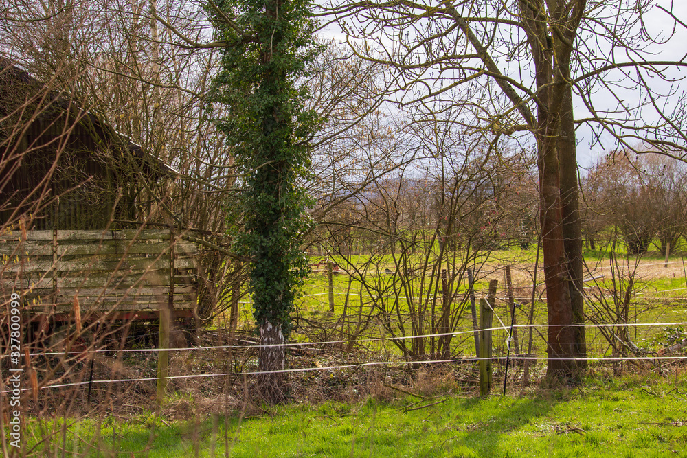 fresh green leaves grow from the tree, next to an old barn fresh green leaves grow from the tree, next to an old barn