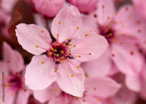 Cherry blossom with Soft focus - Beautiful pink Spring flowers. Springtime.
