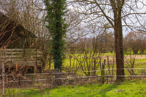 fresh green leaves grow from the tree  next to an old barn