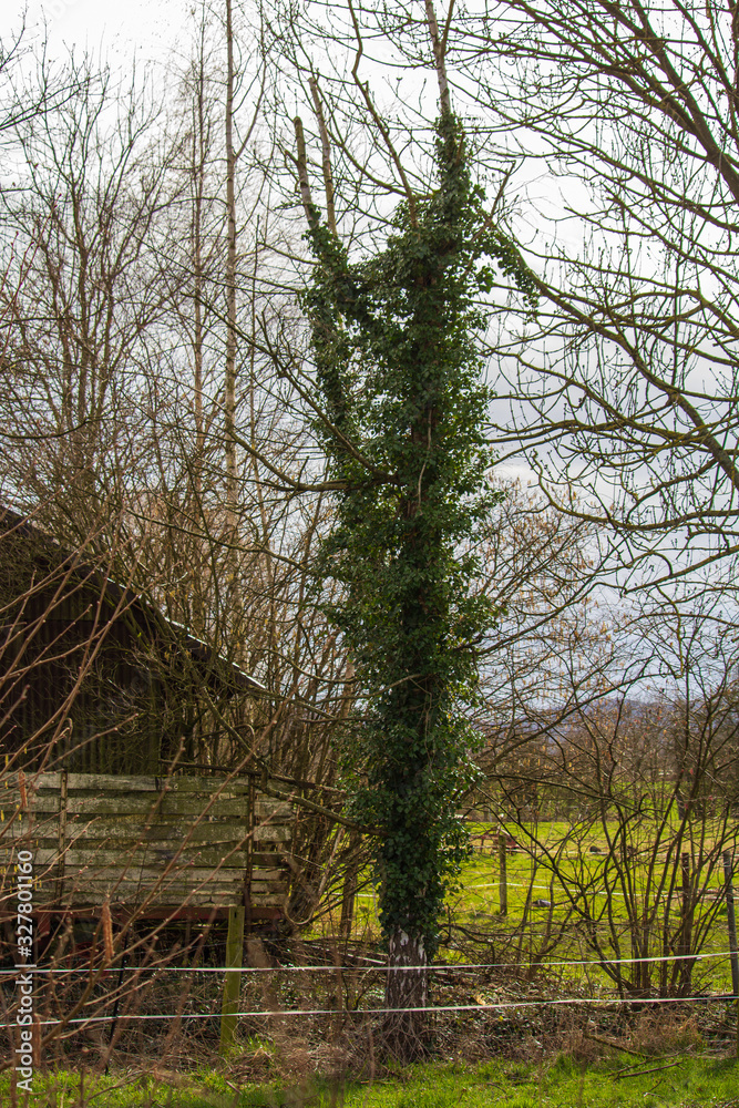 fresh green leaves grow from the tree, next to an old barn fresh green leaves grow from the tree, next to an old barn
