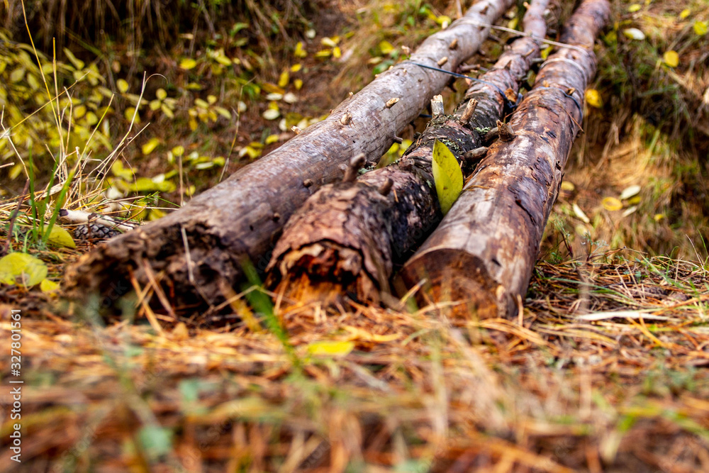 An unreliable rickety bridge over a pit of pine logs. Crossing the moat in the forest. An unreliable rickety bridge over a pit of pine logs. Crossing the moat in the forest.