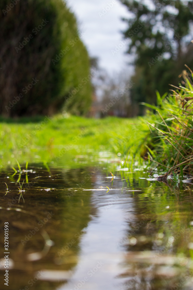 fresh new blades of grass grow out of a puddle on the left fresh new blades of grass grow out of a puddle on the left