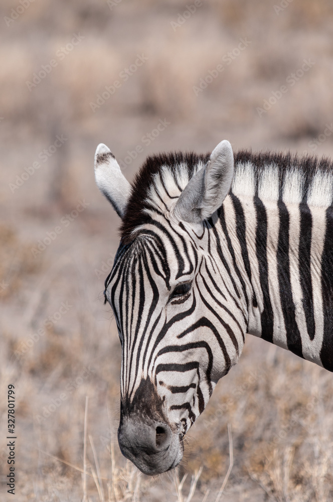 Closeup of the head of a Burchell's Plains zebra -Equus quagga burchelli- in Etosha National Park, Namibia. Closeup of the head of a Burchell's Plains zebra -Equus quagga burchelli- in Etosha National Park, Namibia.