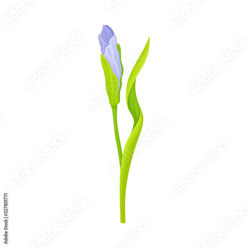 Iris Flower Blossom with Falling Down Sepals Isolated on White Background Vector Illustration