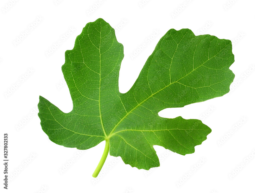 Fig leaf isolated on white background. top view Fig leaf isolated on white background. top view