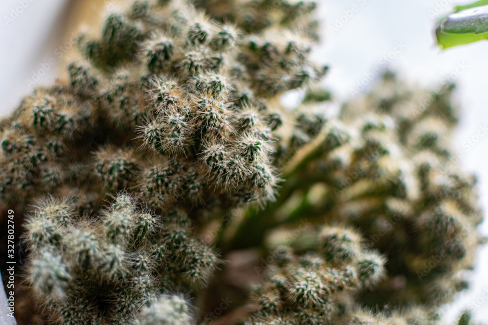 Fluffy soft cactus with many small processes and roots. An interesting plant of the succulent family, grown on the windowsill for several years Fluffy soft cactus with many small processes and roots. An interesting plant of the succulent family, grown on the windowsill for several years