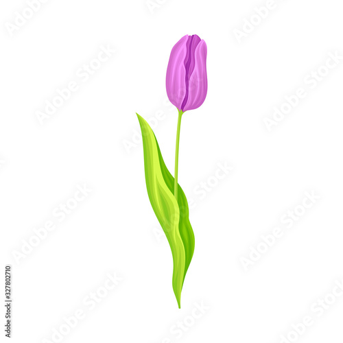 Tulip Flower Bud on Green Erect Stem Isolated on White Background Vector Illustration photo